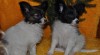 Papillon s PP 496420_t.jpg