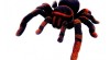 RC pavouk Tarantule Výprodej 496541_t.jpg