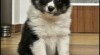 Volná trikolorní fenka Sheltie 496744_t.jpg