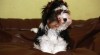 Biewer terrier 497014_t.jpg