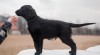Flat coated retriever s PP k dispozici 497025_t.jpg