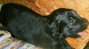 Flat coated retriever s PP 497826_t.jpg