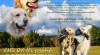 Zlatý retriever + Labradorský retriever 498105_t.jpg