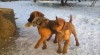 Patterdale terier 498446_t.jpg
