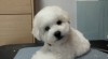 Bišonek - Bichon Frisé 498577_t.jpg
