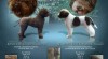 Lagotto Romagnolo - Romaňolský vodní pes 498628_t.jpg