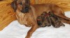 Rhodéský Ridgeback štěňátka s PP 498726_t.jpg