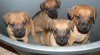 Patterdale terrier 498931_t.jpg
