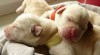 Labradorský retriever žlutá štěňata s PP 499407_t.jpg