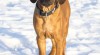 Rhodéský Ridgeback s Průkazem Původu 499585_t.jpg