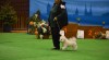 Bišonek - Bichon Frisé 499866_t.jpg