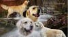 Zlatý retriever (golden retrieve) - štěňátka s PP 500200_t.jpg