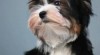 Biewer Yorkshire terrier 500303_t.jpg