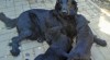 Flat coated retriever s PP 500305_t.jpg
