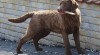 Chesapeake bay retriever s PP(jako labradorský r.) 500761_t.jpg