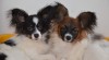 Papillon - motýlek 501232_t.jpg