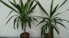 Juka elephantipes 501259_t.jpg