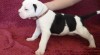 Americky buldog s PP/ American Bulldog 502006_t.jpg