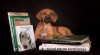 Rhodesian Ridgeback - fenka s PP na predaj 502120_t.jpg