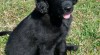 Flat coated retriever 502203_t.jpg
