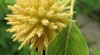 Kratom neboli Mitragyna speciosa 502615_t.jpg