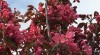Sakury - Malus Scarlet 502626_t.jpg