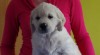 Zlatý retriever 503001_t.jpg