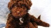 Lagotto Romagnolo 503015_t.jpg