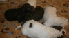 Lagotto romagnolo 503106_t.jpg