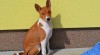 Basenji štěně s PP 503266_t.jpg