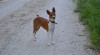 Štěňata Basenji s PP 503366_t.jpg
