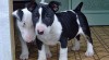 Ockované Mini Bull Teriér štenata 503385_t.jpg