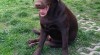 Labradorský retriever s PP čokoládový 503758_t.jpg