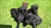 Patterdale terier 503983_t.jpg