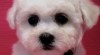 Bišonek - Bichon Frisé 504182_t.jpg