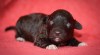 Lagotto Romagnolo s PP – štěňata 504197_t.jpg