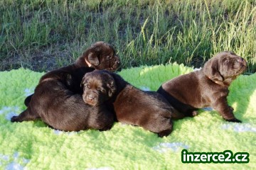Štěňátka Labradorského retrívra_1 504234_1.jpg