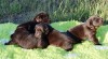 Štěňátka Labradorského retrívra 504234_t.jpg