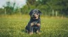 Štěňátka beaucerona s PP 504274_t.jpg