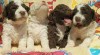 Lagotto Romognolo - štěňátka 504407_t.jpg