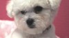 Bišonek - Bichon Frisé 504453_t.jpg