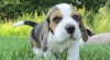Beagle - štěňata s PP 504463_t.jpg