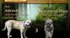 Perro de Presa Mallorquin – Cadebou 504506_t.jpg