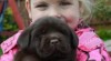 Labrador retriever na predaj s PP l 504715_t.jpg