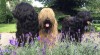 Štěňata-briard 504789_t.jpg