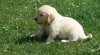 Zlatý retrívr - golden retriever s PP štěňata 505066_t.jpg