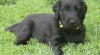 Flat coated retriever 505136_t.jpg