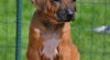 Rhodesian ridgeback štěňata s PP 505197_t.jpg