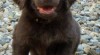 Flat coated retriever s PP 505250_t.jpg