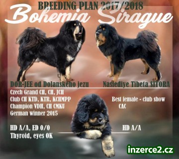Štěňata Tibetských dog z odchovu s 23 letou tradicí_1 505295_1.jpg